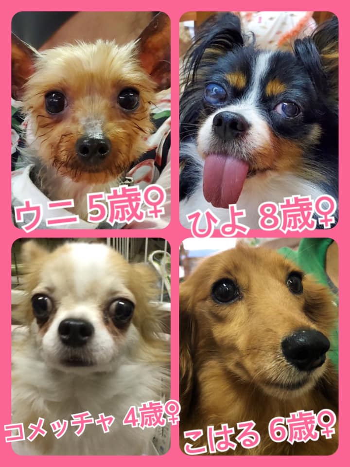 🐾今日の里親様募集中ワンコ🐶メンバーです🐾2020,6,28